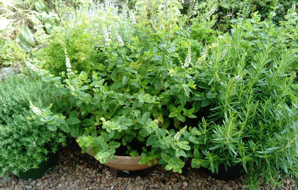 herb garden