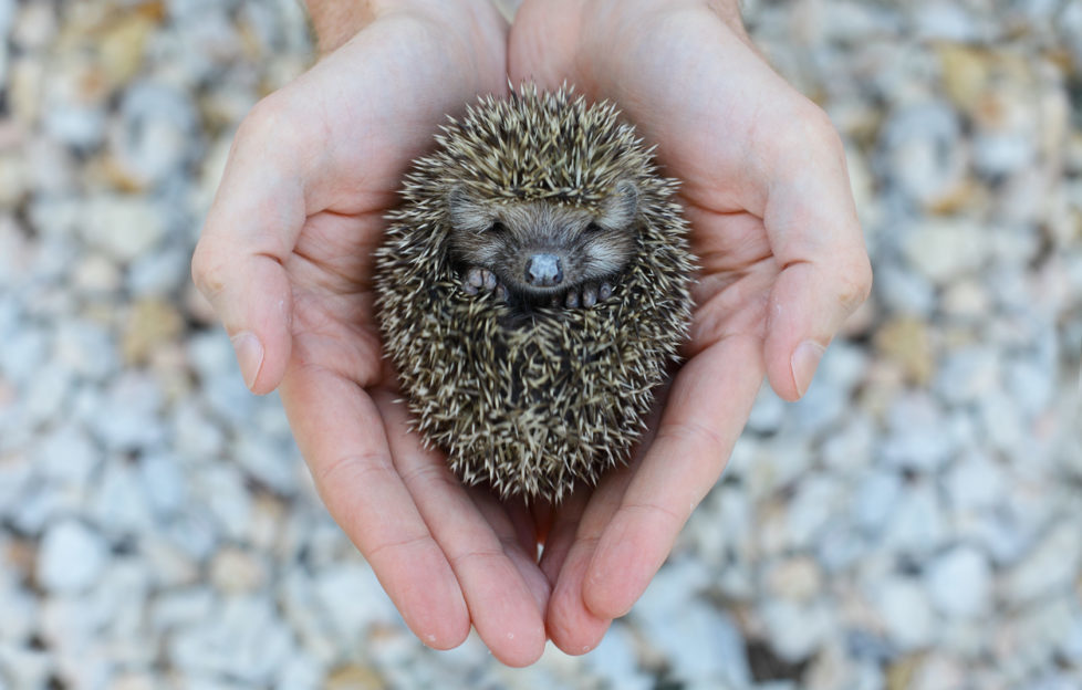 hedgehog