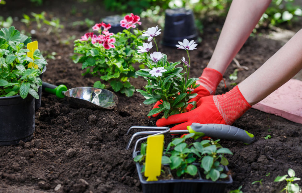 gardening