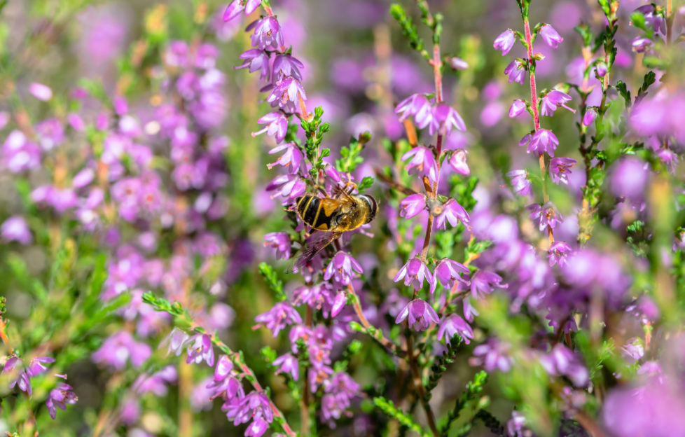 heather pollinated bees