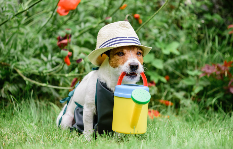 dog proof garden