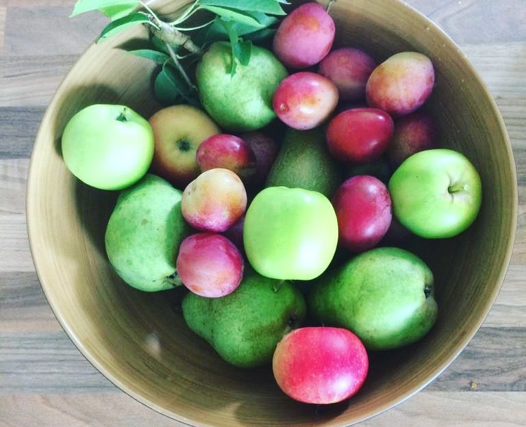 apples from the garden