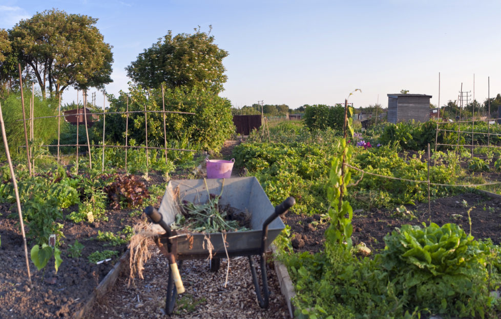 allotments