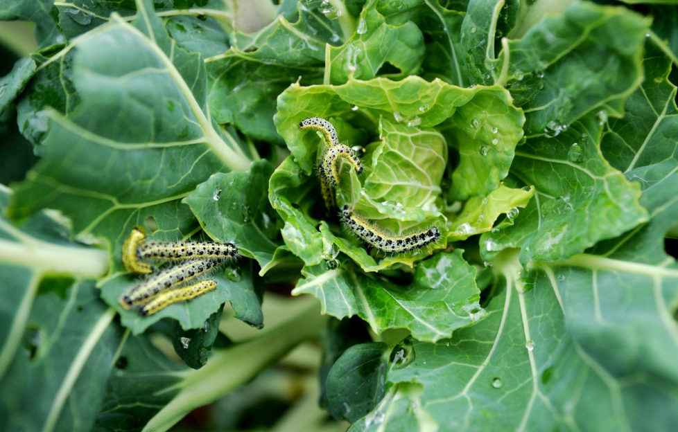 garden pests