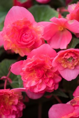 Begonia x Tuberhybrida Sweet Spice Bounty Coral