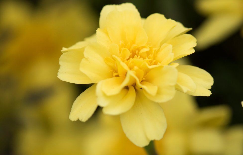 Tagetes patula 'Alumia Vanilla Cream' (Alumia Series)