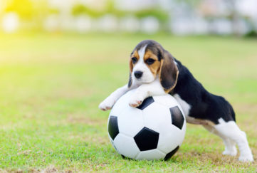 Cute little Beagle playing football in garden