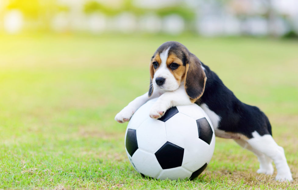 Cute little Beagle playing football in garden