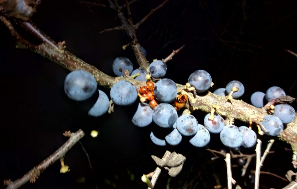 ladybird sloe