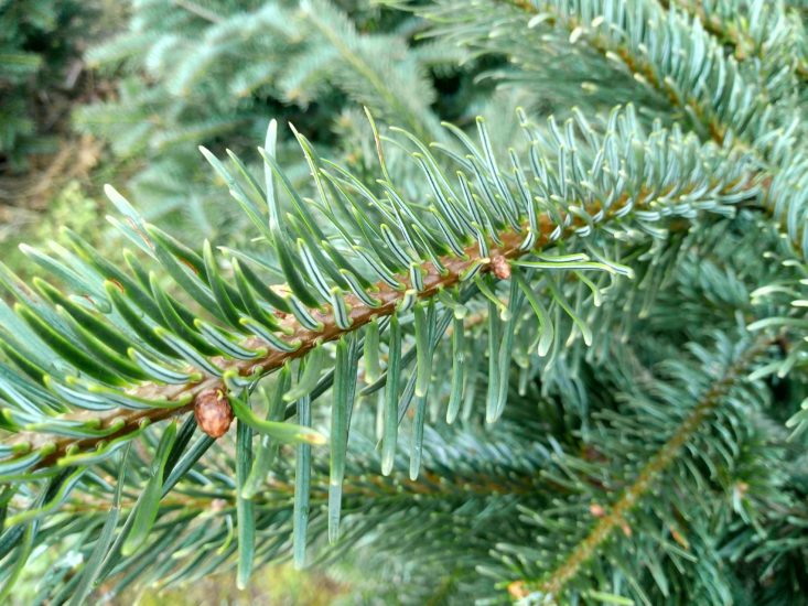 nordmann fir