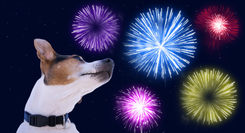 bonfire night pet tips