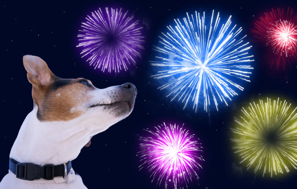 bonfire night pet tips