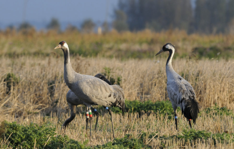 cranes