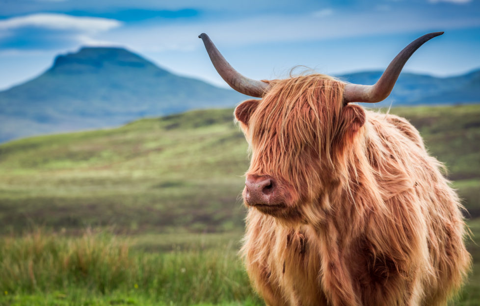 highland cow