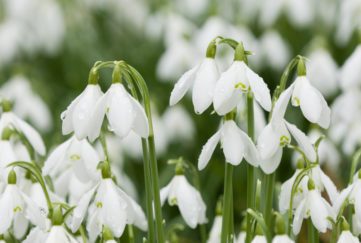 Spring poetry illustrated by snowdrops