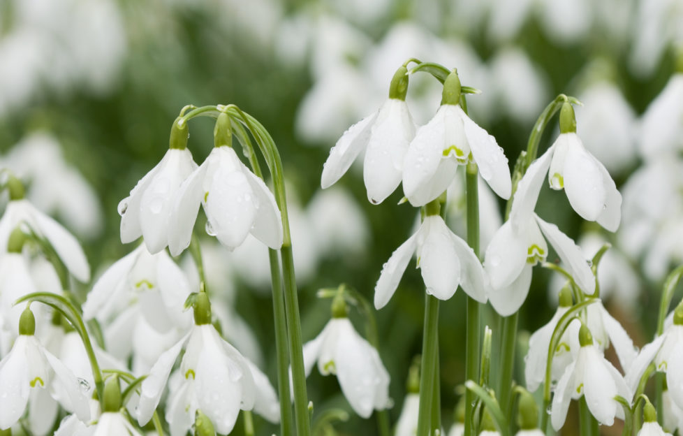 Spring poetry illustrated by snowdrops