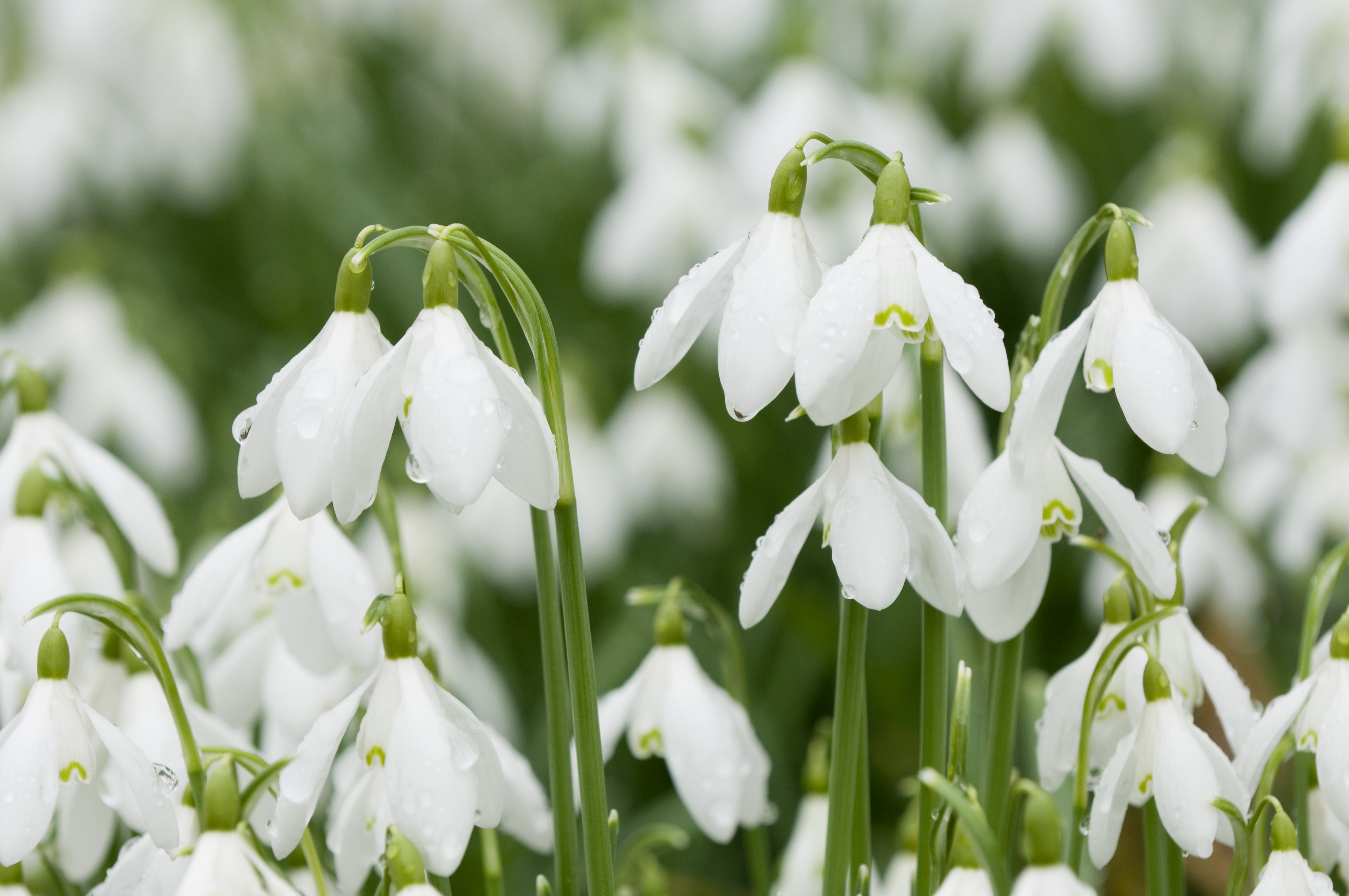 An Inspiring Springtime Poem: To An Early Snowdrop