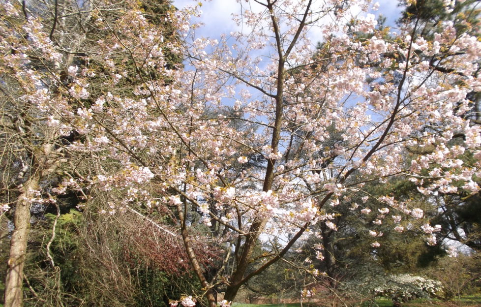 Cherry blossom