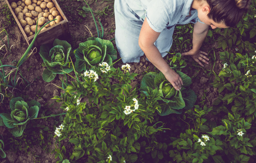 National Gardening Week