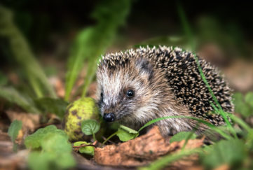 hedgehog awareness week