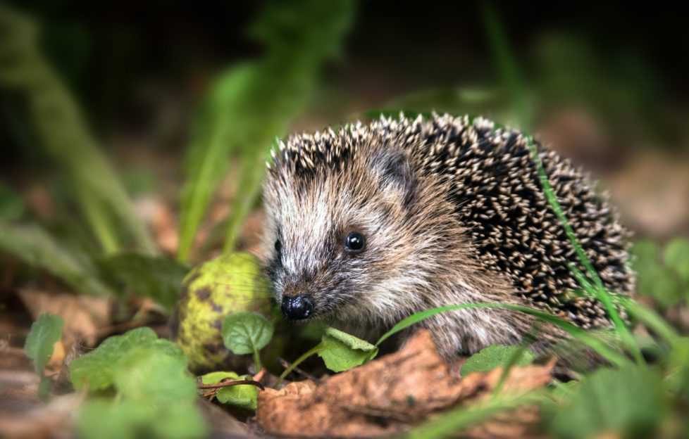 hedgehog awareness week