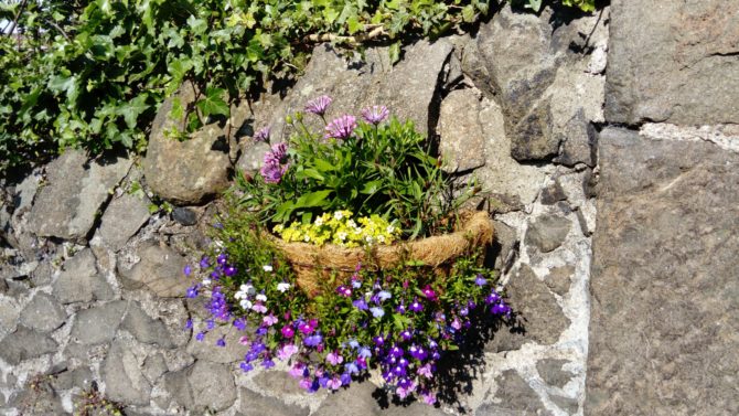 peat-free compost