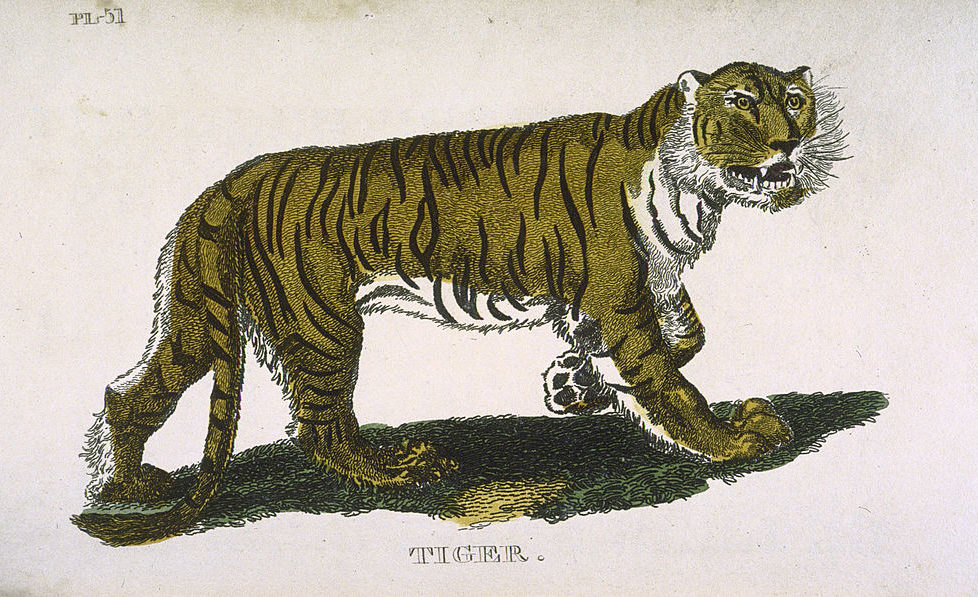 International Tiger Day