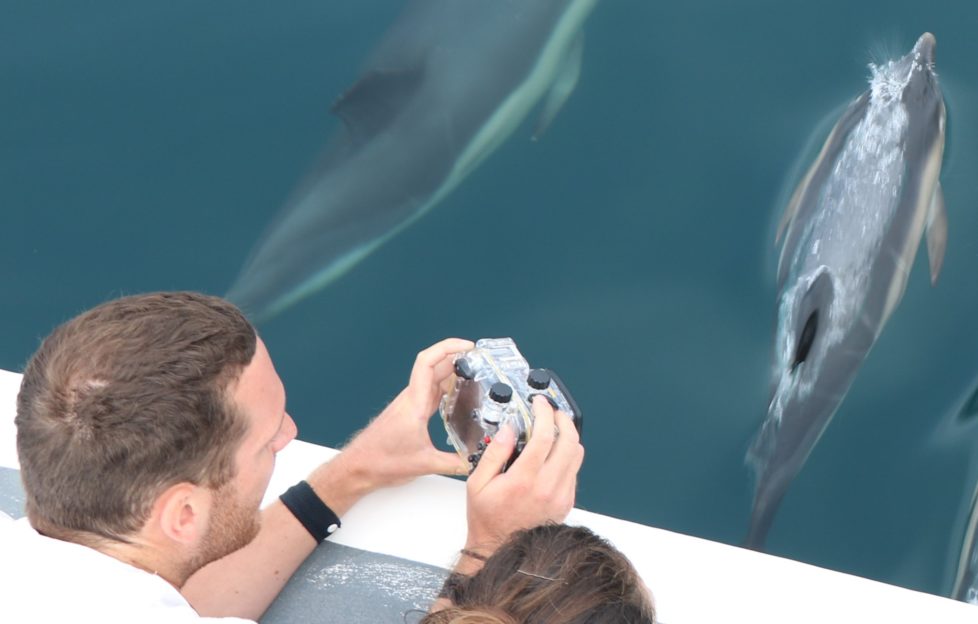 National Whale And Dolphin Watch