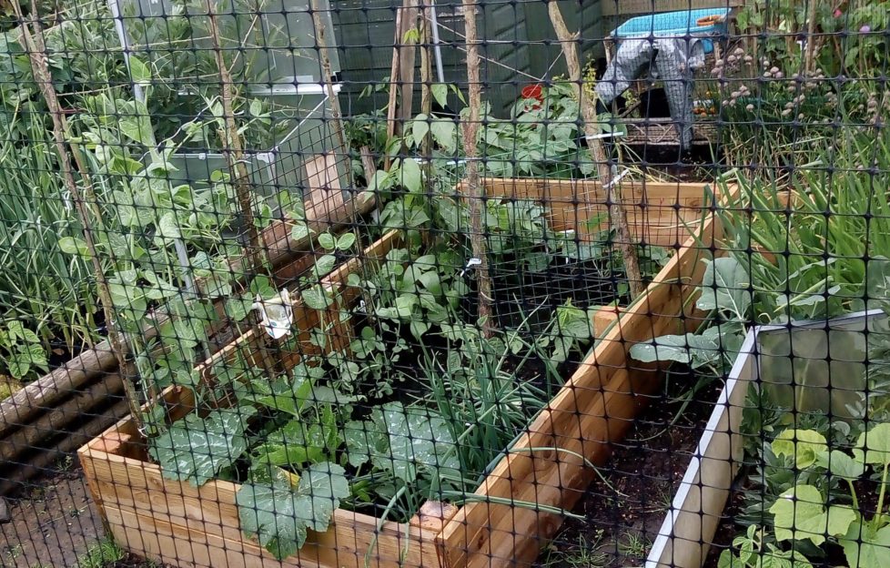 allotment