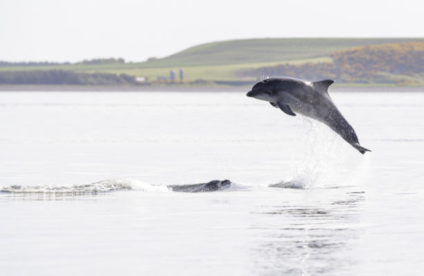 A dobblenose dolphin seen on a coastal wildlife walk in Scotland