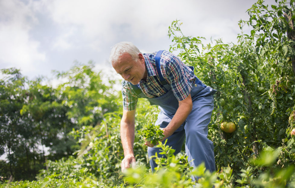 allotment