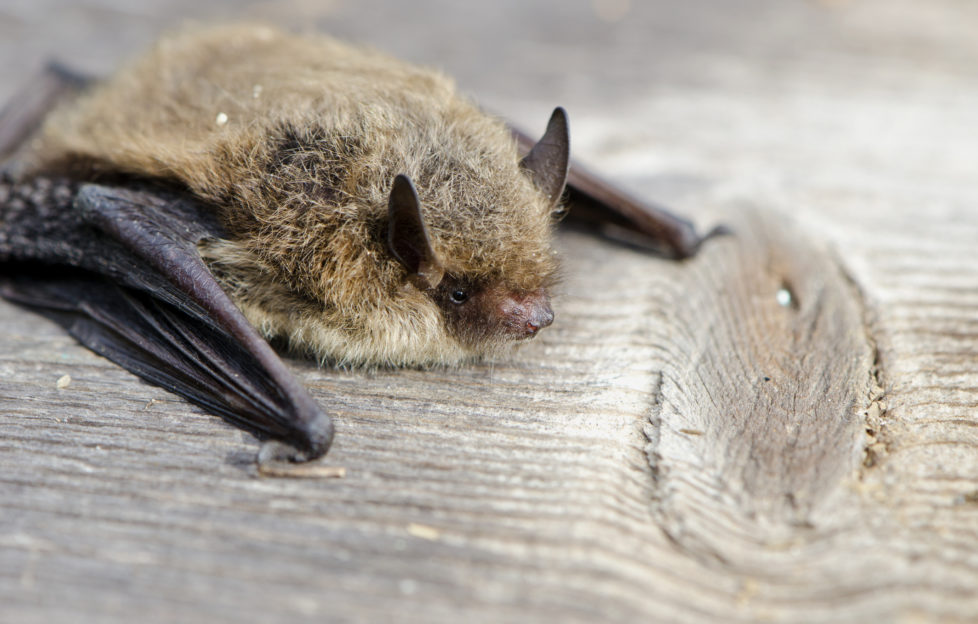 bat