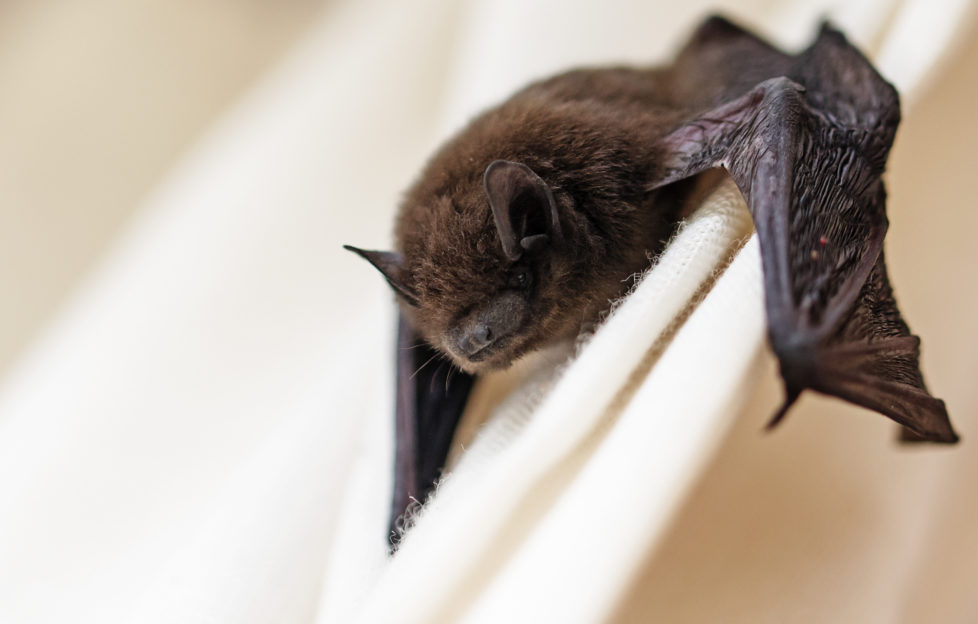 bat