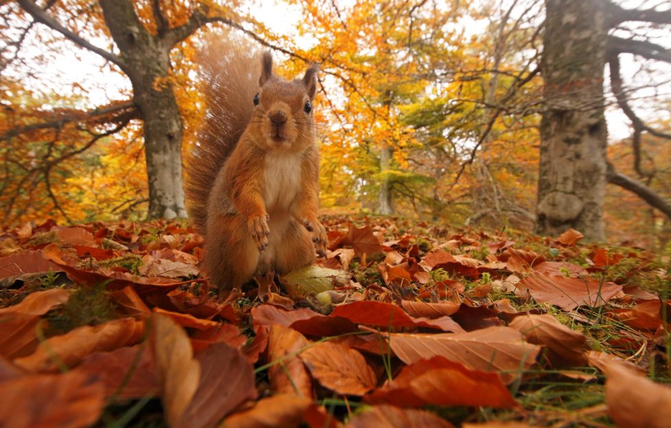 red squirrel