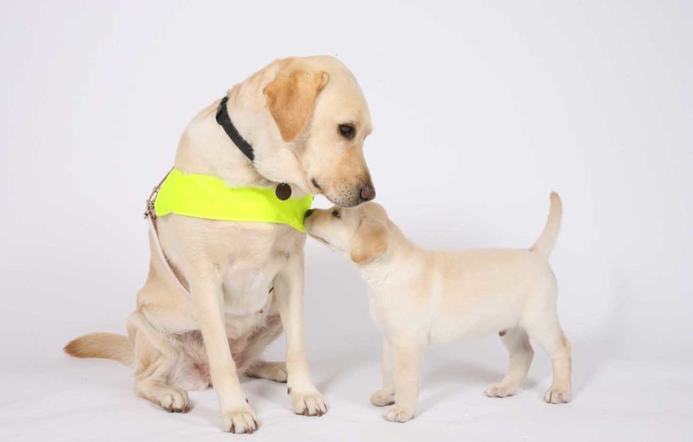 guide dog