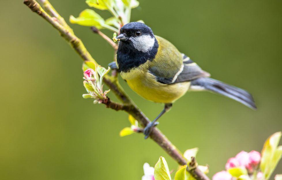 wild bird banquet