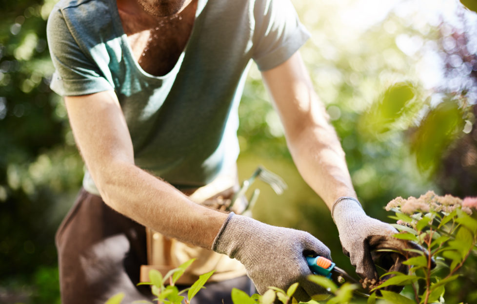 garden advice