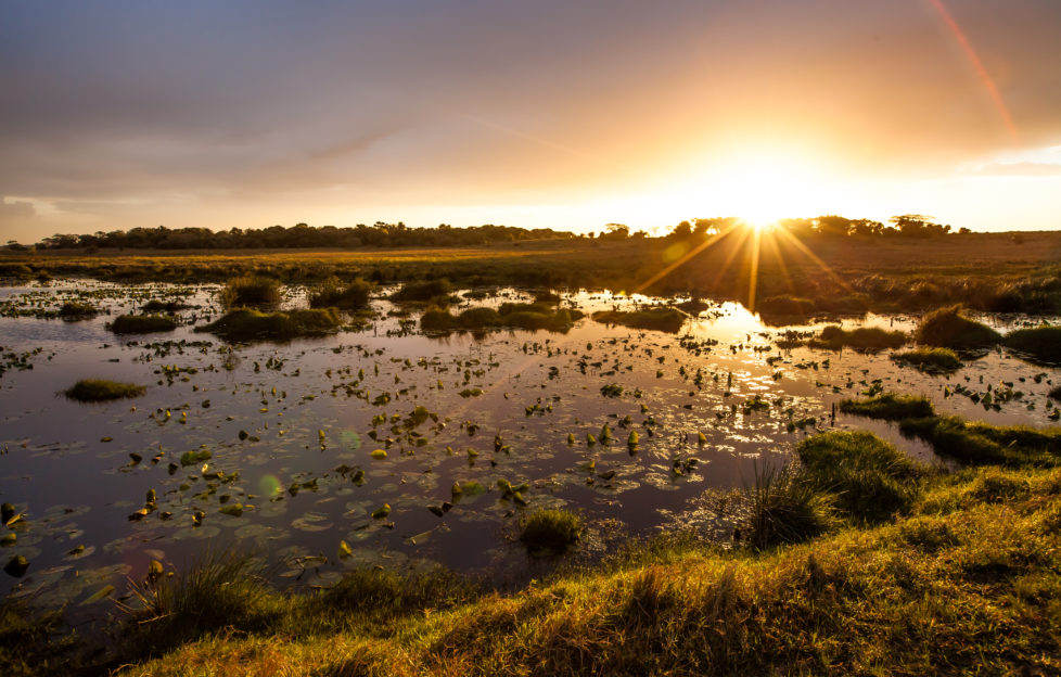 world wetlands day