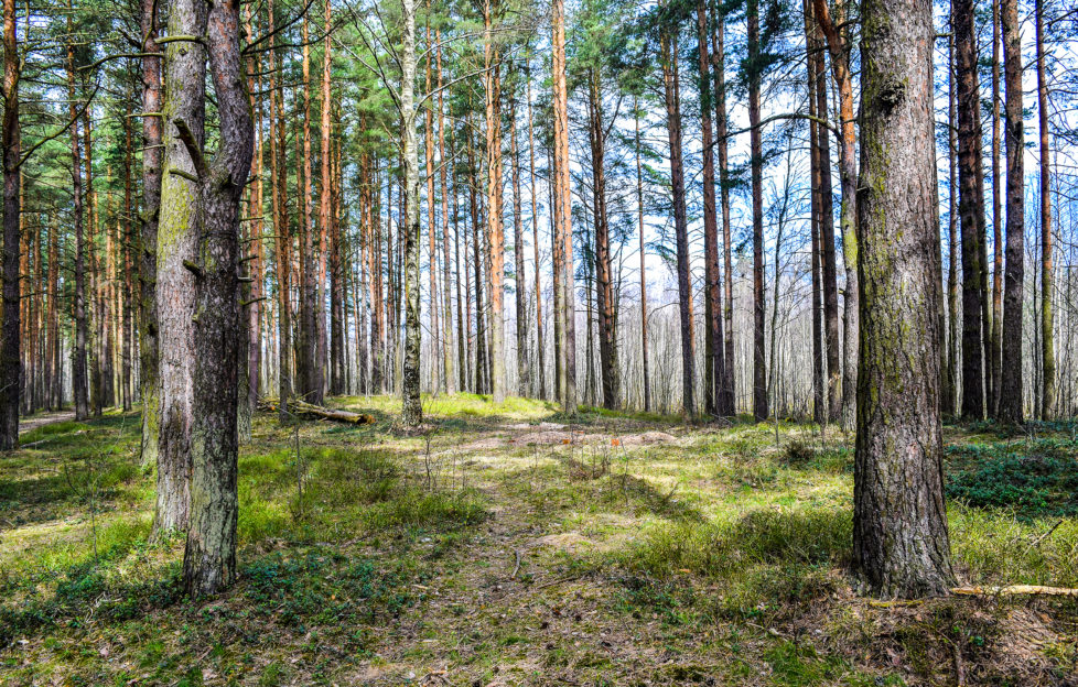 international day of forests