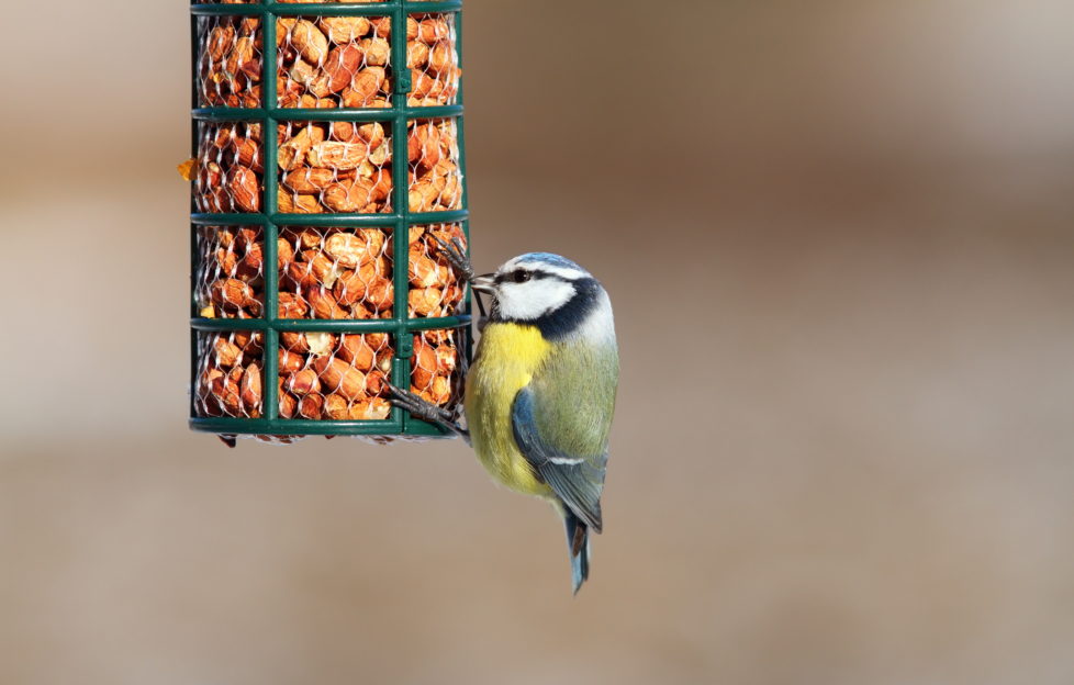 breakfast birdwatch