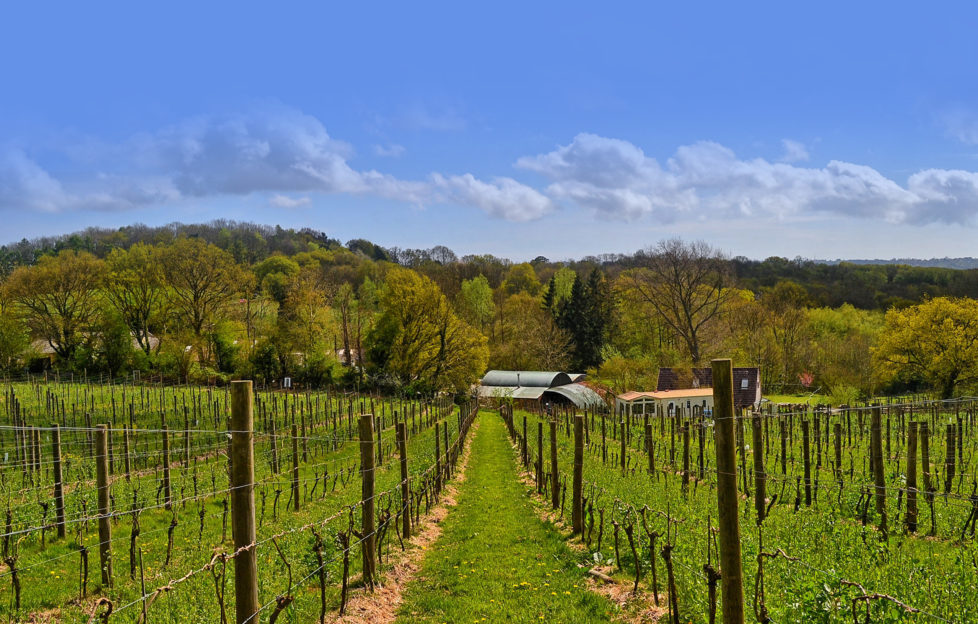 english wine week