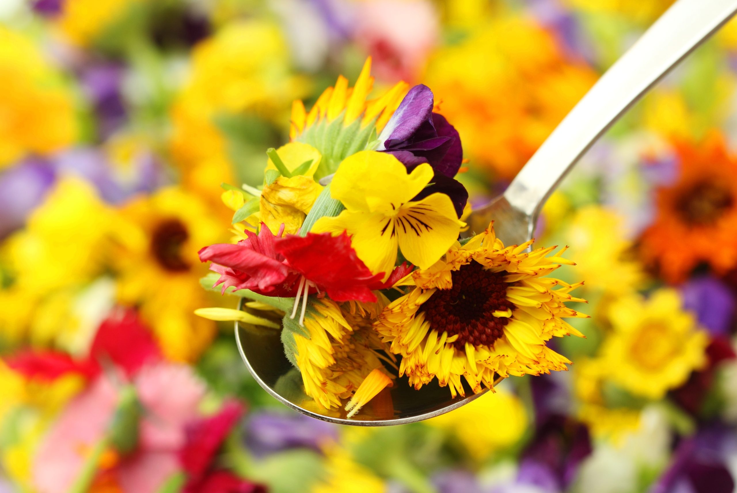  Beautiful edible flowers growing in a home garden