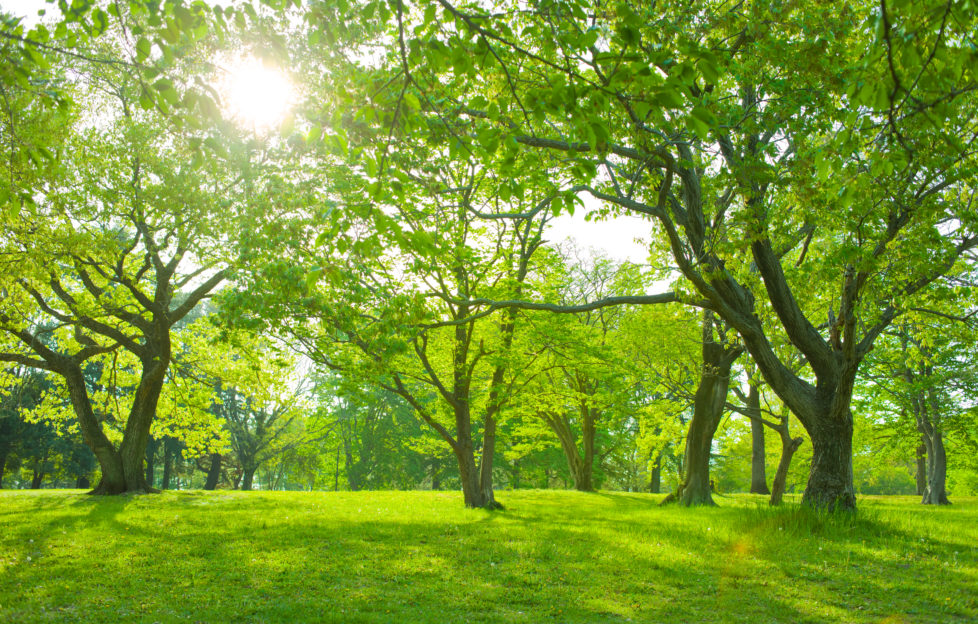 national tree week