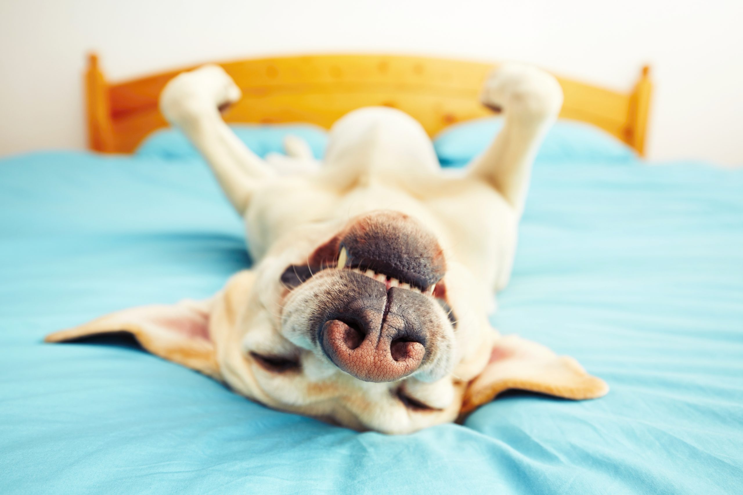 The Five Freedoms Of Animal Welfare - The People's Friend - Vimarsana News