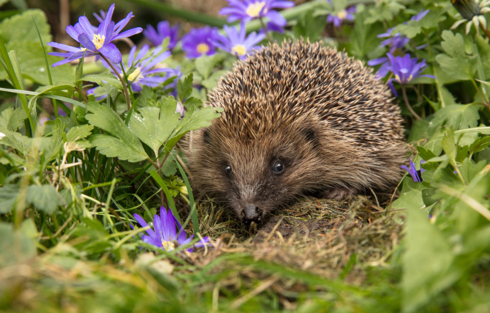 hedgehog