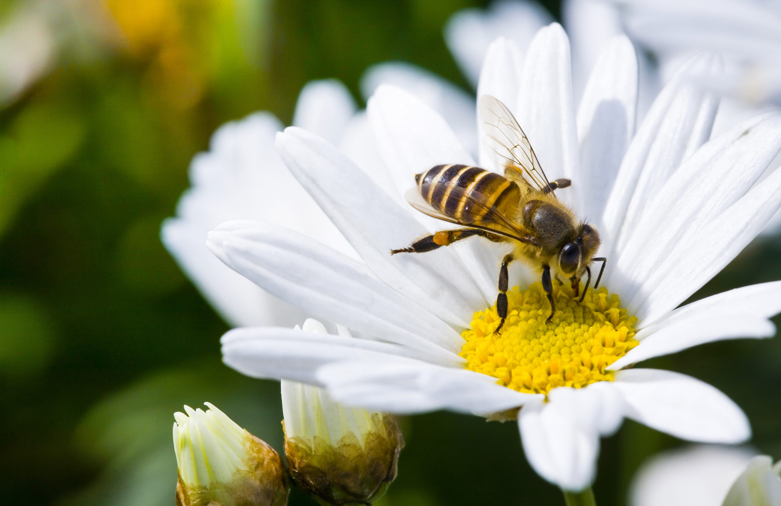 Make Your Garden a Haven For Bees