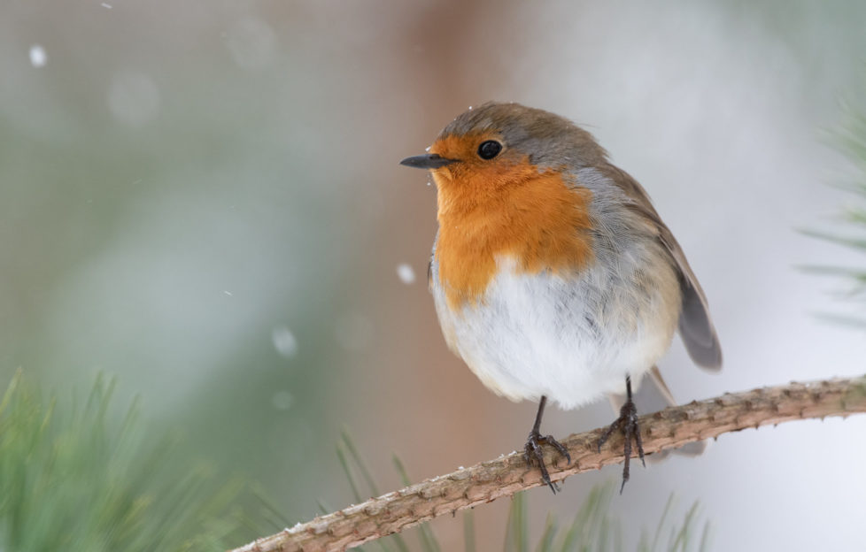 garden birds