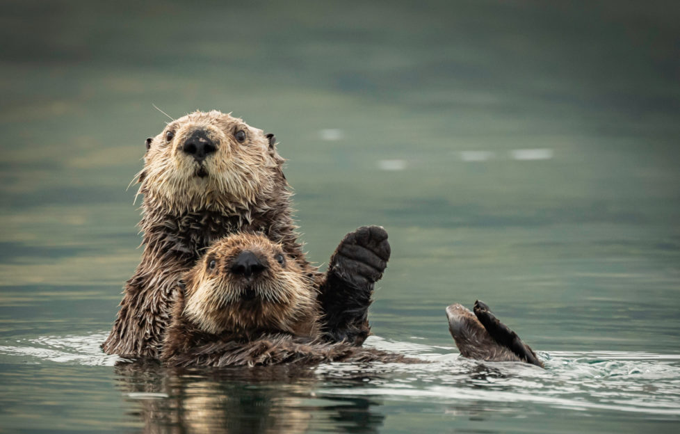 obession with otters