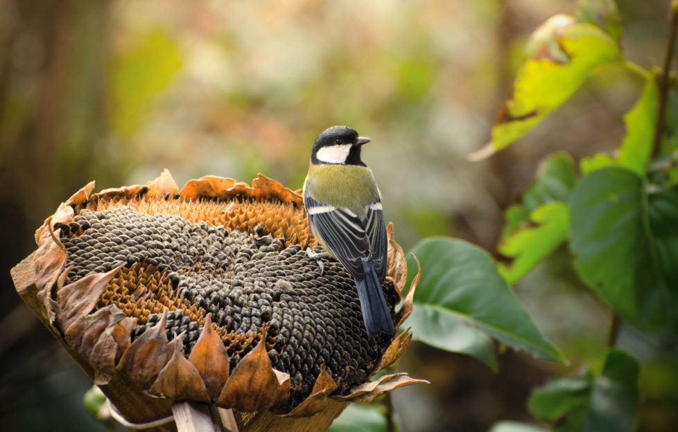 Nature On Your Doorstep campaign RSPB