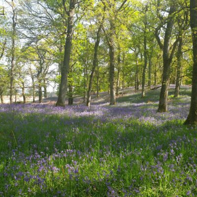 Bluebell Wal